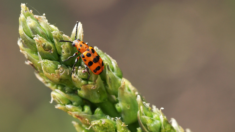 beetle on asparagus plant