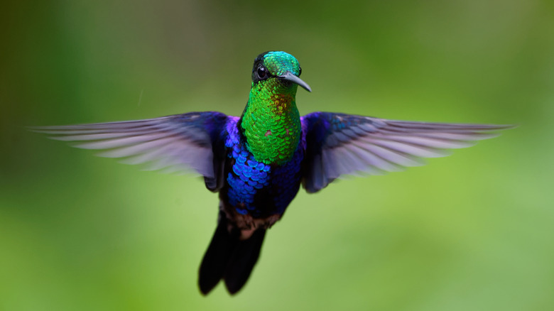 Hummingbird flying 