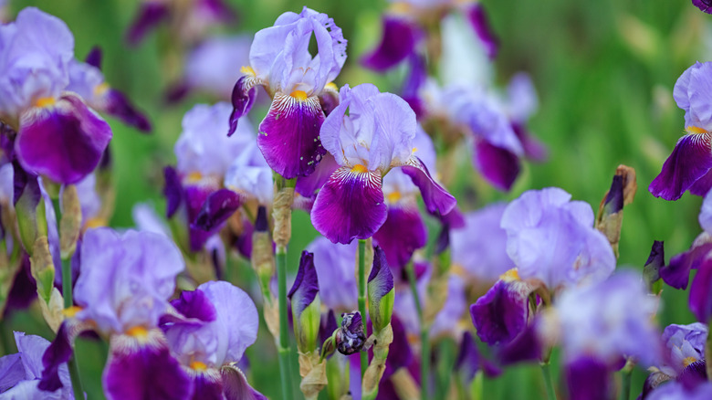 purple irises in garden