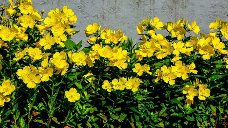 Row of evening primrose blooming