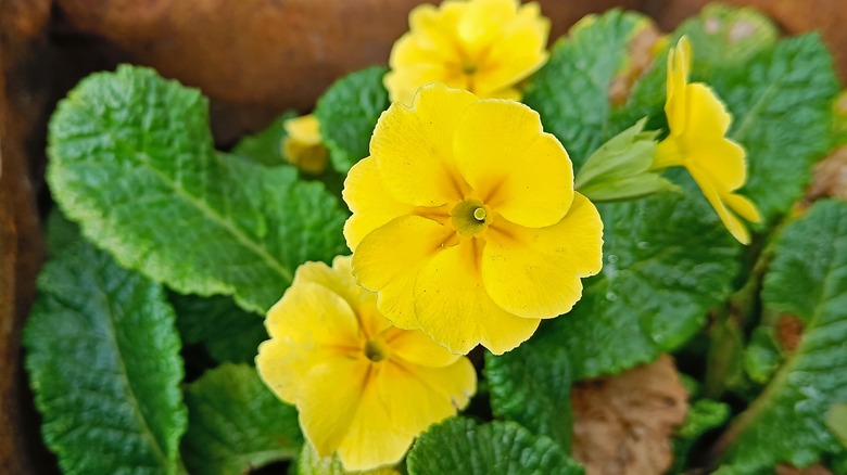 Evening primrose blooming