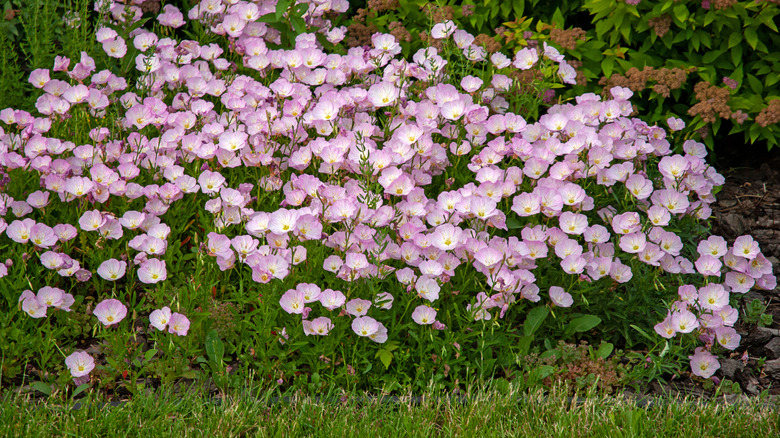 Prink evening primrose