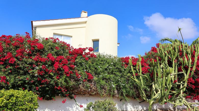 House behind colorful privacy shrubs