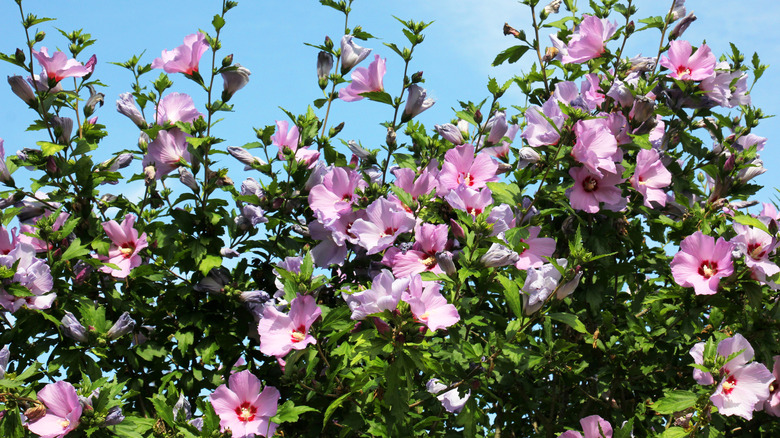 Rose of Sharon shrub with pink blooms