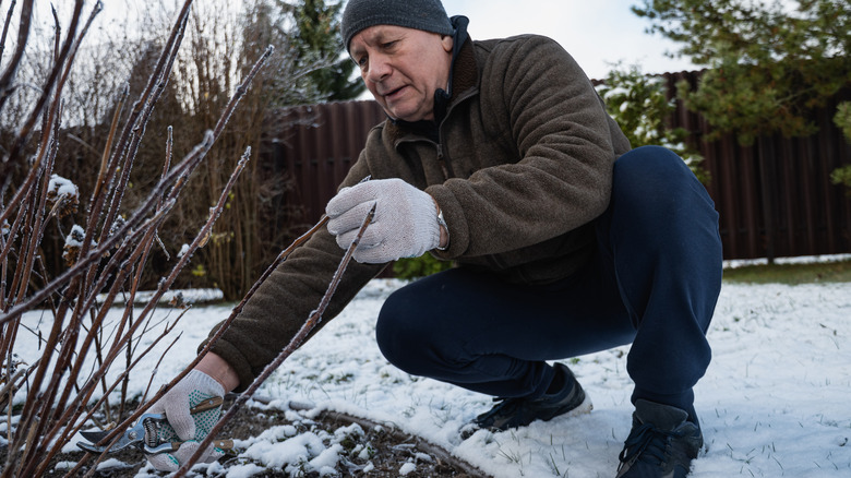 Man pruning branches of a dormant shrub in winter