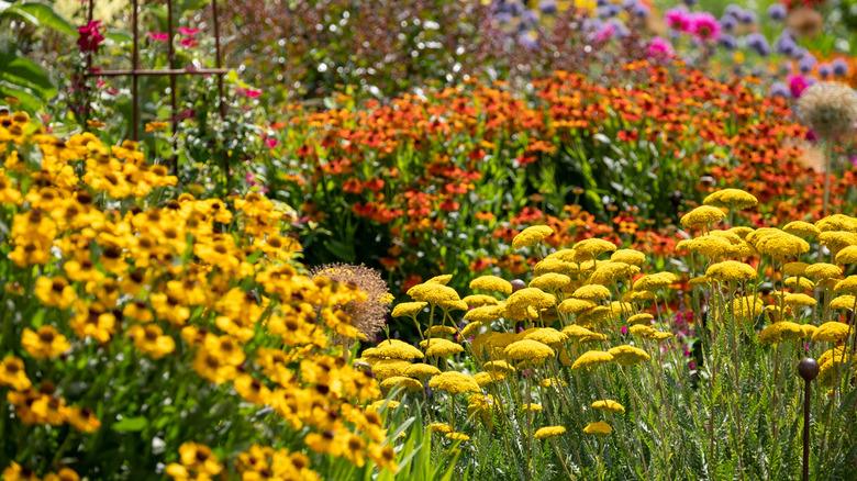 A perennial flower bed in full bloom with a range of yellow and orange flowers