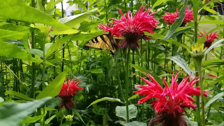 Scarlet bee balm with swallowtail butterfly gathering nectar from a flower