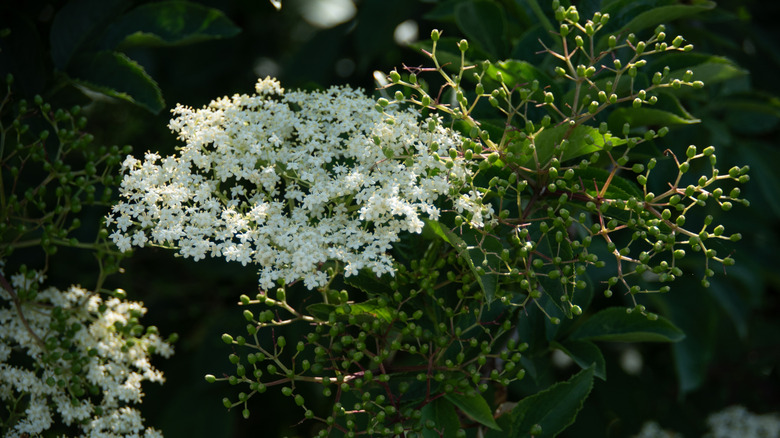 American elderberry shrub with white blooms and berries forming