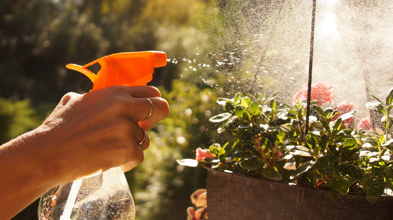 woman spraying azalea