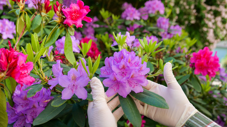 gloved hands with rhododendron bloom