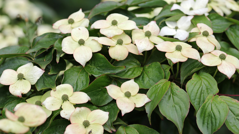 White and pink Cornus kousa flowers and leaves