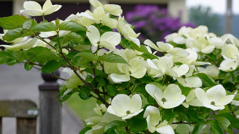 Cornus Venus branch with large white flowers