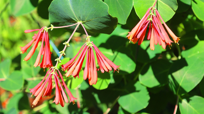 coral honeysuckle flowers blooming on vine