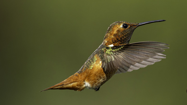 hummingbird flying