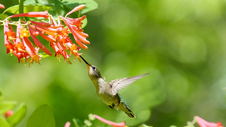 hummingbird at a honeysuckle
