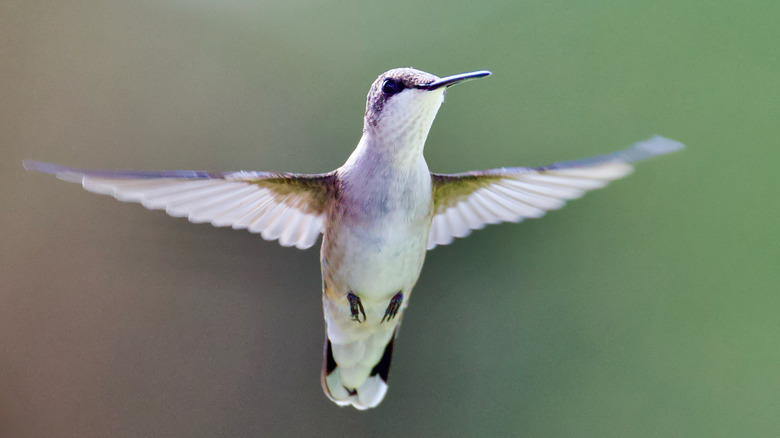 A hummingbird spreading its wings