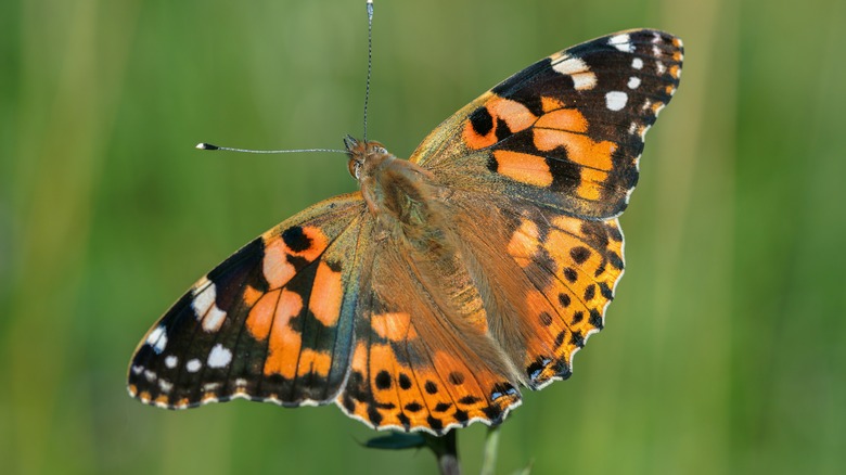 Painted lady butterfly