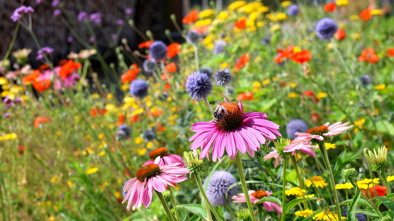 Garden full of flowers for beneficial insects