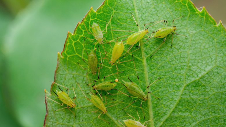 Closeup of aphids on the underside of a leaf
