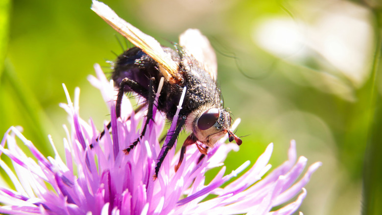 Very closeup image of a hover fly feeding on a flower's nectar