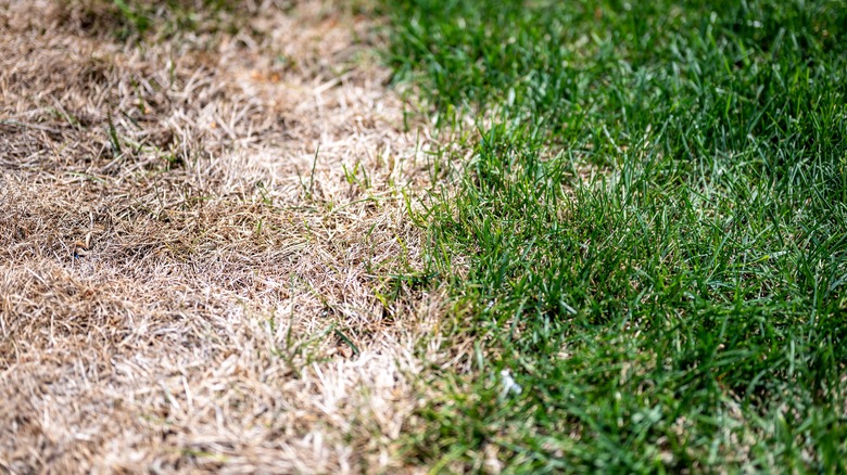 Healthy and scorched grass side-by-side