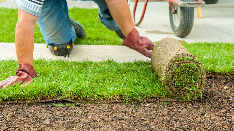 Gardener unrolls sod atop soil