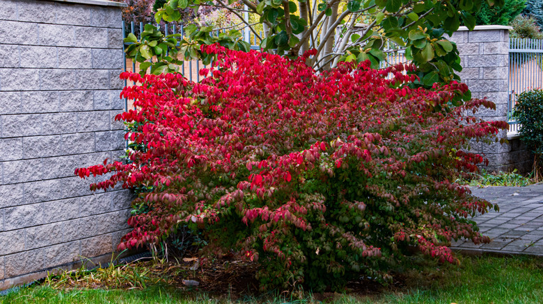 A red burning bush positioned in the corner of a garden.
