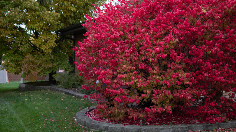 A vibrant, red burning bush plant sitting in a garden.