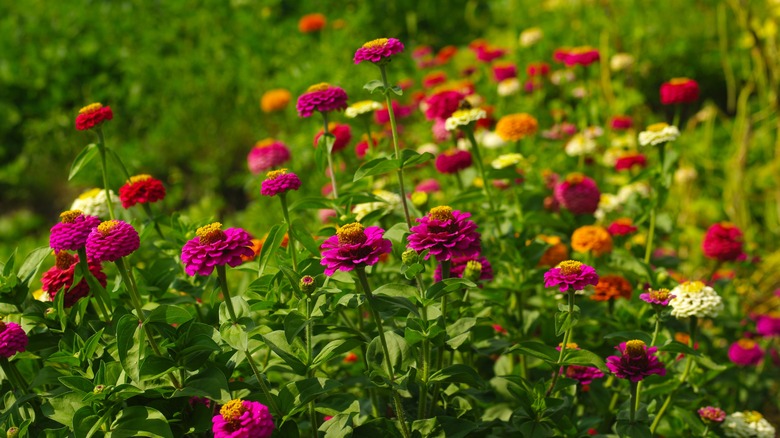 A field of zinnias