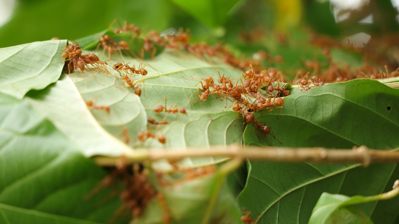 fire ants on a leaf