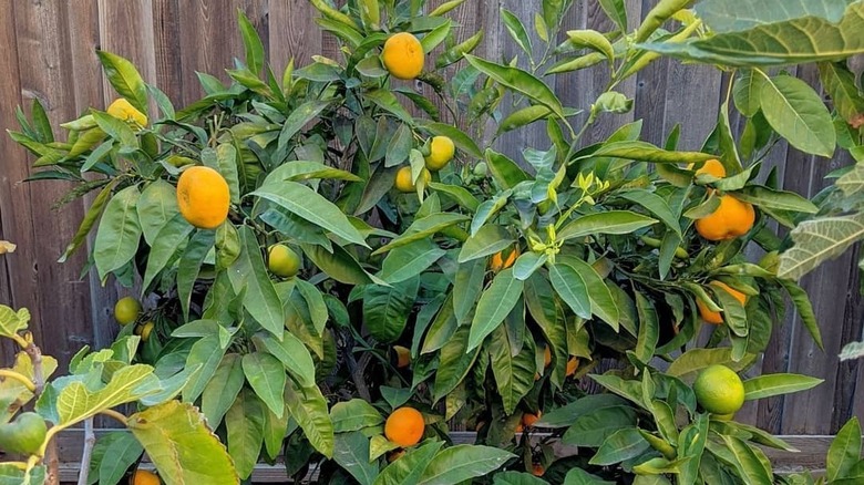 An Owari Satsuma semi-dwarf mandarin tree with fruit ripening