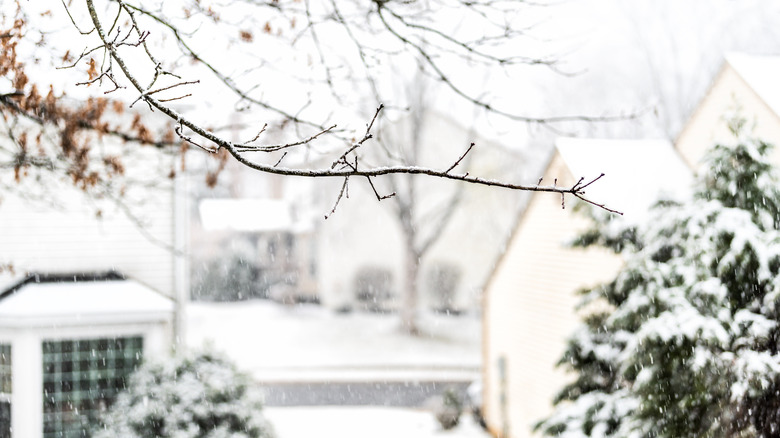 A garden covered in snow