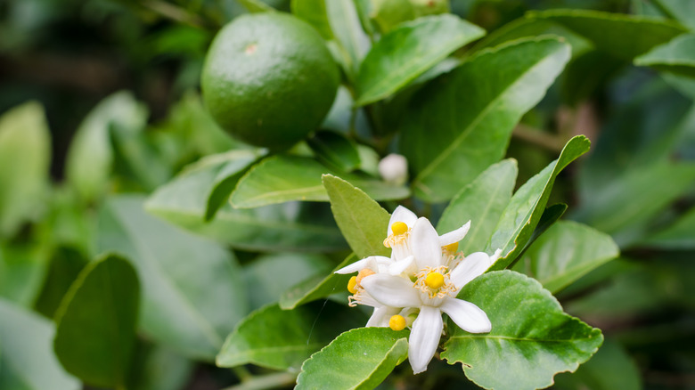 Blooms and fruit on a lime tree