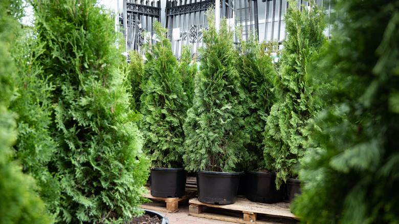 potted evergreen plants on display outside