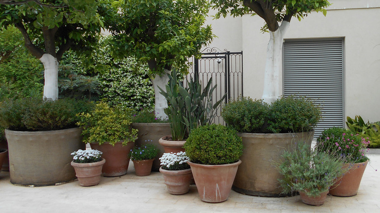 Evergreen trees and flowering shrubs growing in containers on a patio.