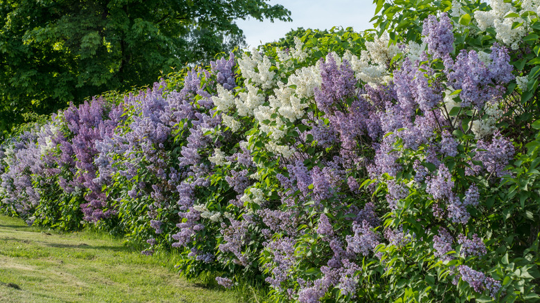A hedge of lilac bushes in full bloom grow along a property line.