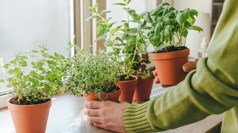 A person wearing a light green sweater places herbs, potted in small terracotta pots, on a windowsill.