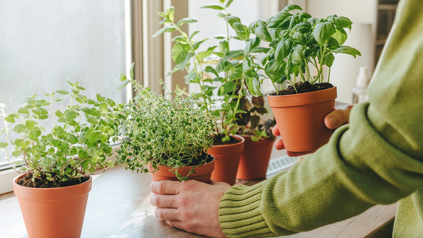 The Fragrant & Flavorful Herb You Should Grow If You Like Basil