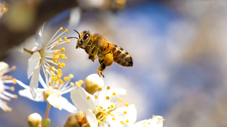 Bee collecting pollen from a white flower
