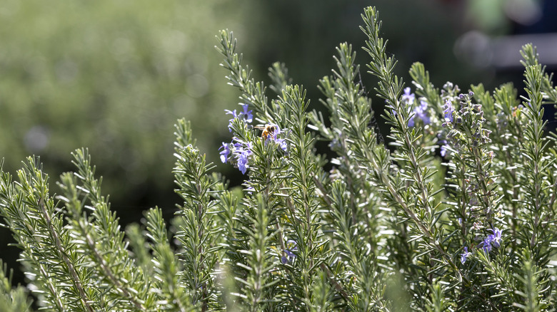 small bee landing on a rosemary flower amid a rosemary bush