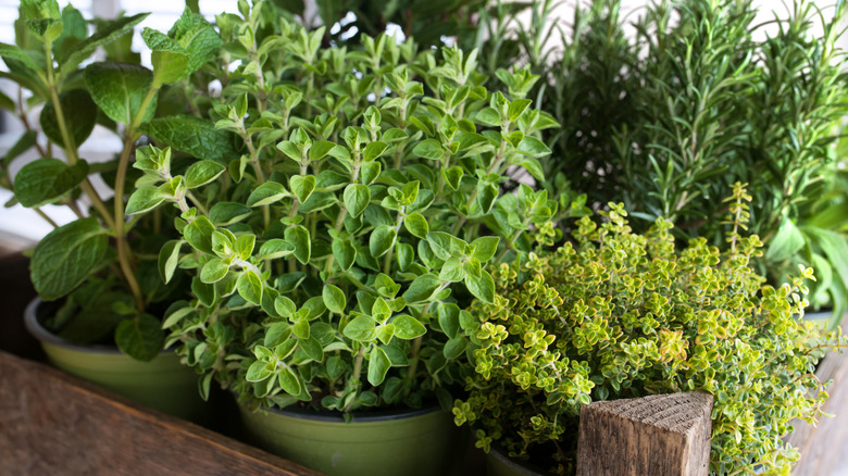 bunch of potted herbs