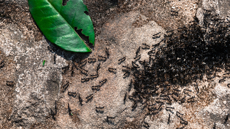 A horde of black ants gathering in the dirt next to a single green leaf