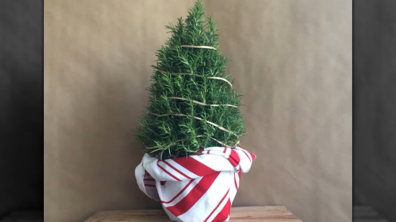 A rosemary plant wrapped and decorated for Christmas