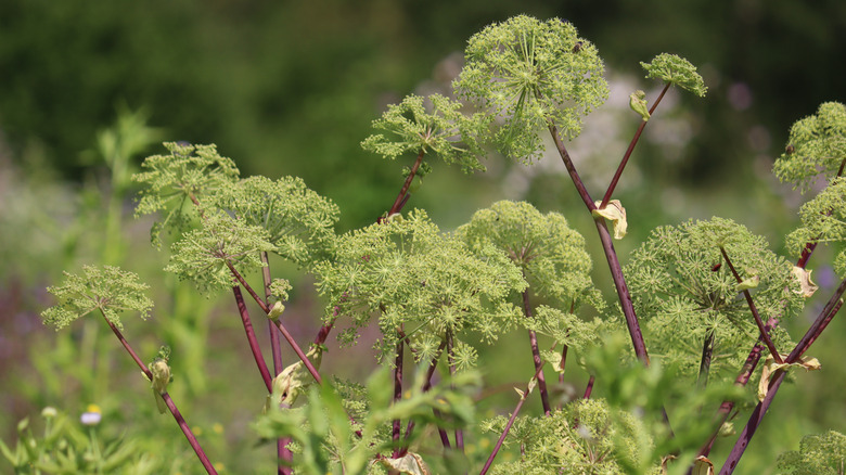 An angelica in flower in a garden.