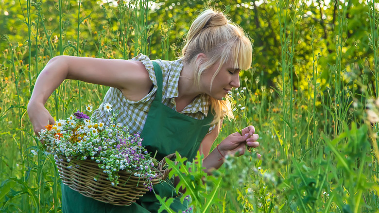 A gardener holding a basket of cut flowers bends down to smells a fragrant plant in their cottage garden.