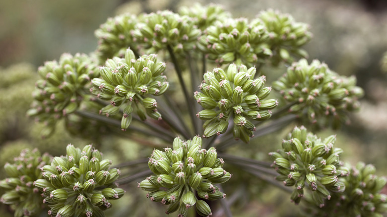 A close up photo of green angelica seeds ripening on the plant.