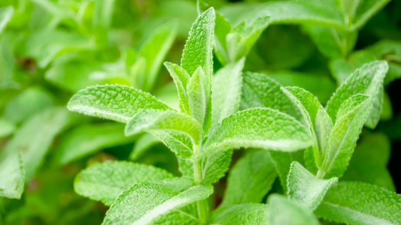 lemon balm plant growing in the garden