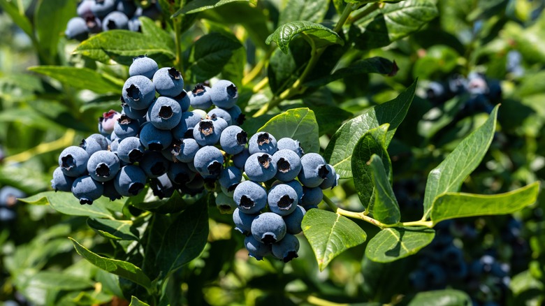 Close up of ripe blueberries on a blueberry bush