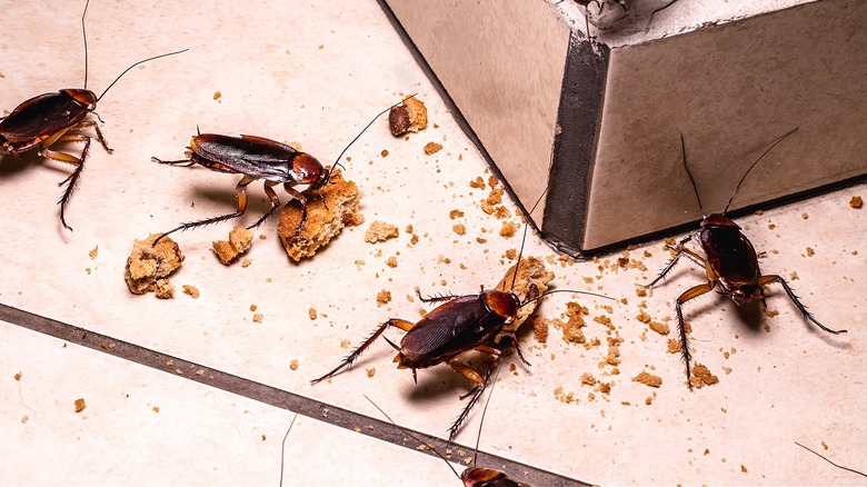 Cockroaches eating crumbs