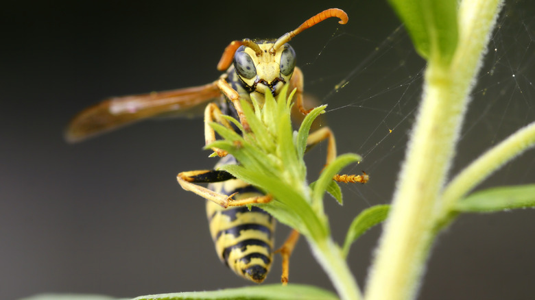 Wasp on green leaf